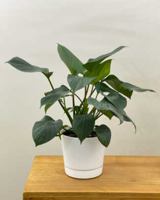 homalomena emerald gem