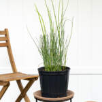 horsetail reed large