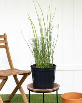 horsetail reed large