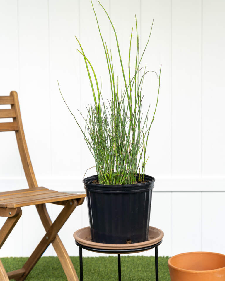 Equisetum hyemale, Horsetail Reed PlantVine
