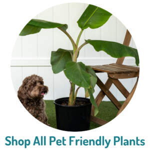 houseplants for mom
