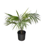 howea forsteriana large