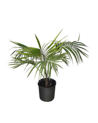 howea forsteriana large