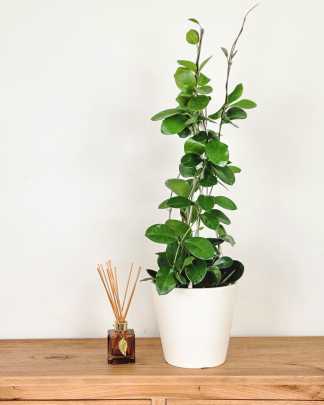 Medium, Hanging Basket