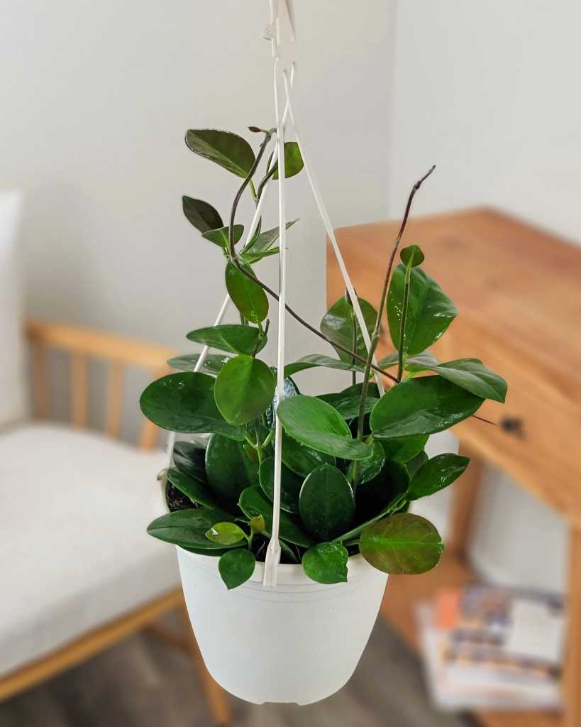 Hoya australis