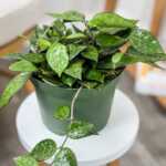 Hoya Black Margin