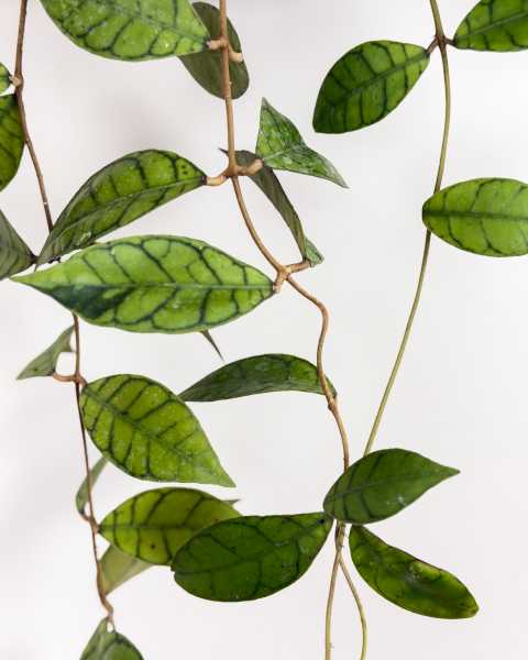 Foliage Foliage
