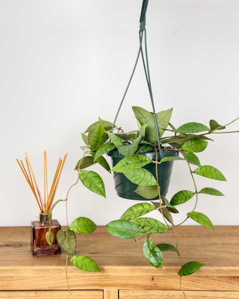 Medium, Hanging Basket Medium, Hanging Basket
