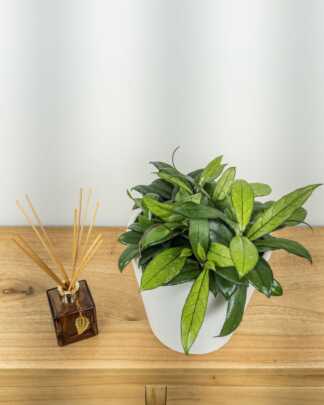 Hoya Crassipetiolata