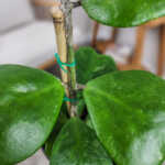 Heart Leaf Hoya