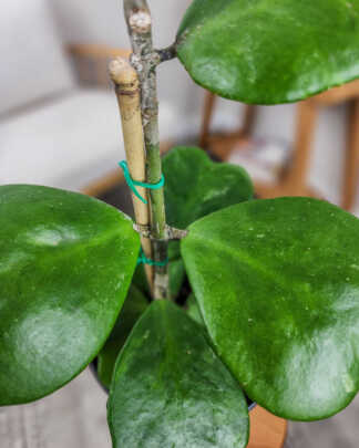 Heart Leaf Hoya