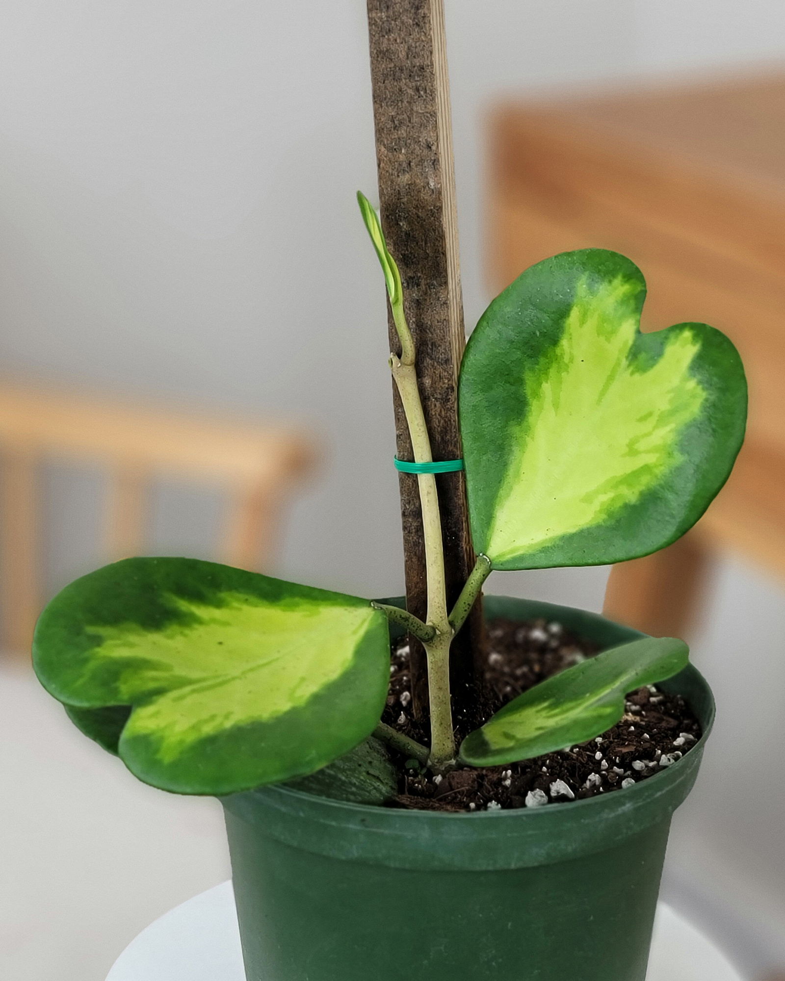 Reverse Variegated Heart-Leaf Hoya