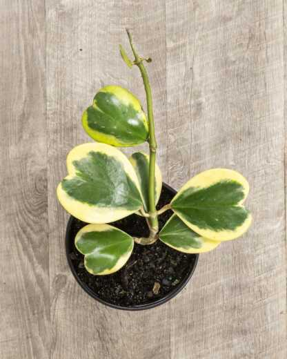 Variegated Hoya Kerrii