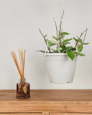 Medium, Hanging Basket
