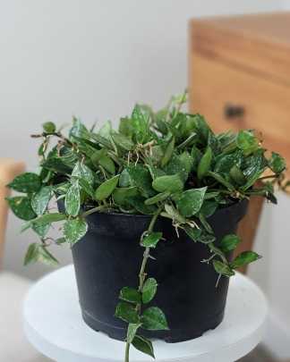 Hoya Krohniana Splash