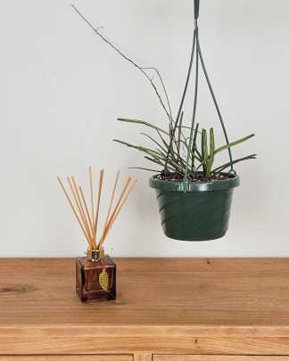Medium, Hanging Basket