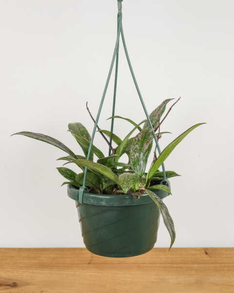 Medium, Hanging Basket Medium, Hanging Basket
