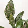 Hoya Pink Speckled