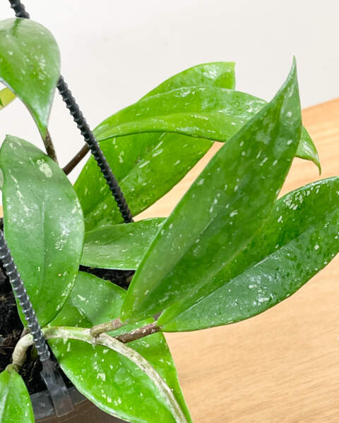 Foliage Foliage