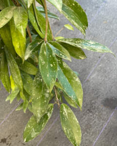 Foliage hoya pubicalyx splash