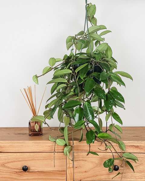 Medium, Hanging Basket Medium, Hanging Basket