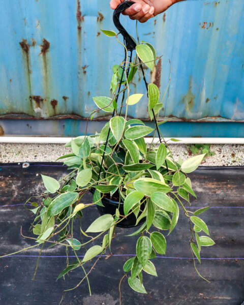 Large Hanging Basket