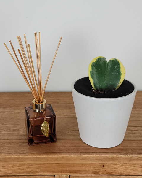 Medium, Bush Medium, Bush