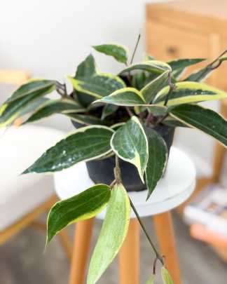 Hoya Variegated Macrophylla