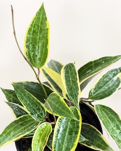 Hoya Variegated Macrophylla 1Gl HB-Bush-8