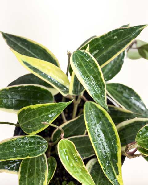 Foliage
