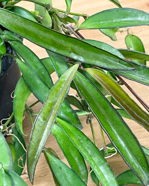Foliage Foliage