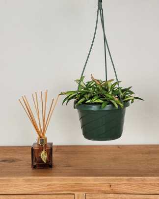 Medium, Hanging Basket