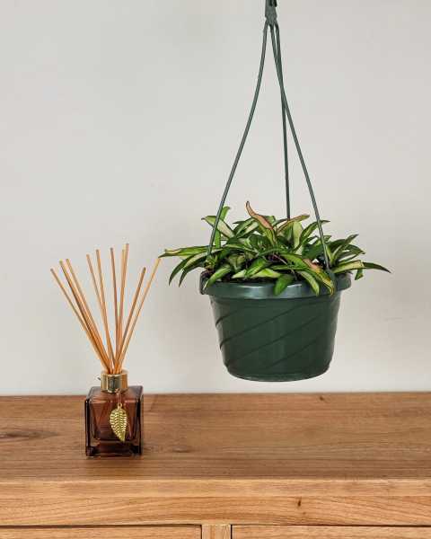 Medium, Hanging Basket