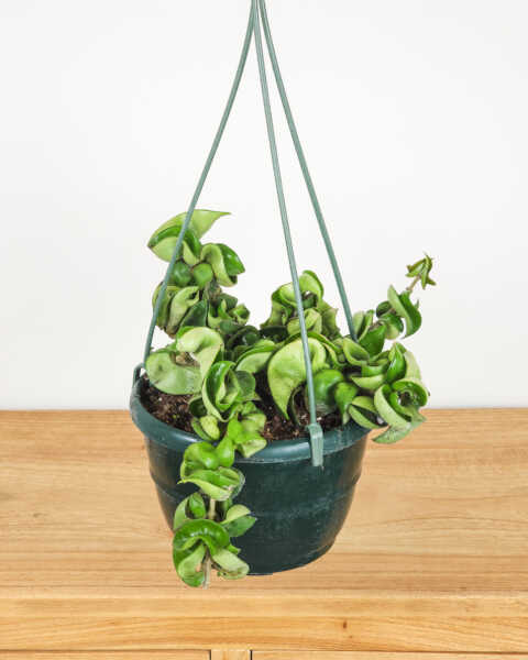 Medium, Hanging Basket Medium, Hanging Basket