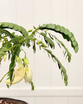 White Flower Hummingbird