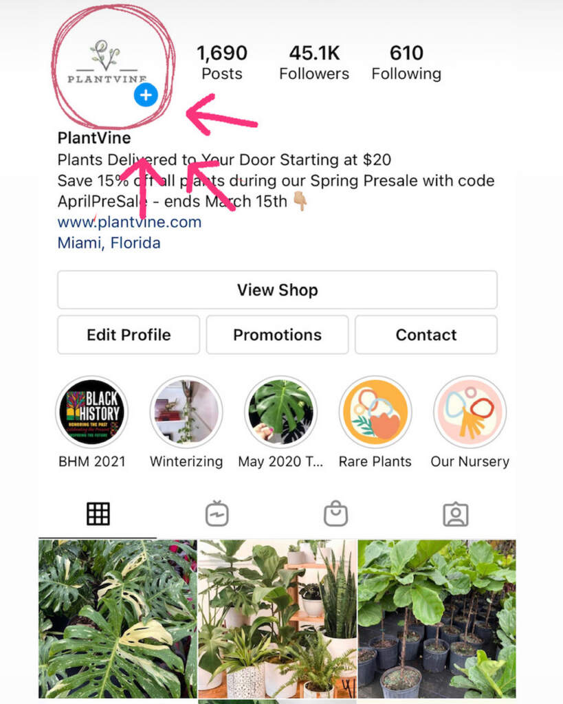 Instaworthy Plant Photography Tips To Go Viral! PlantVine