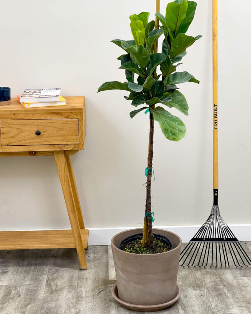 Ficus lyrata ‘Bambino’, Dwarf Fiddle Leaf Fig PlantVine