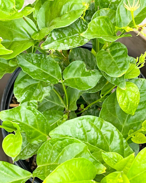 Foliage Foliage