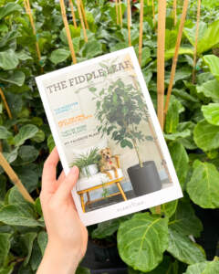 Magazine The Fiddle Leaf PlantVine Magazine