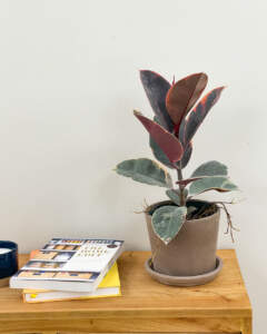 Ficus Elastica Ruby