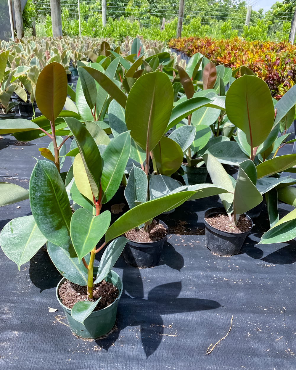 Buy Ficus elastica 'Green', Indian Rubber Plant Free