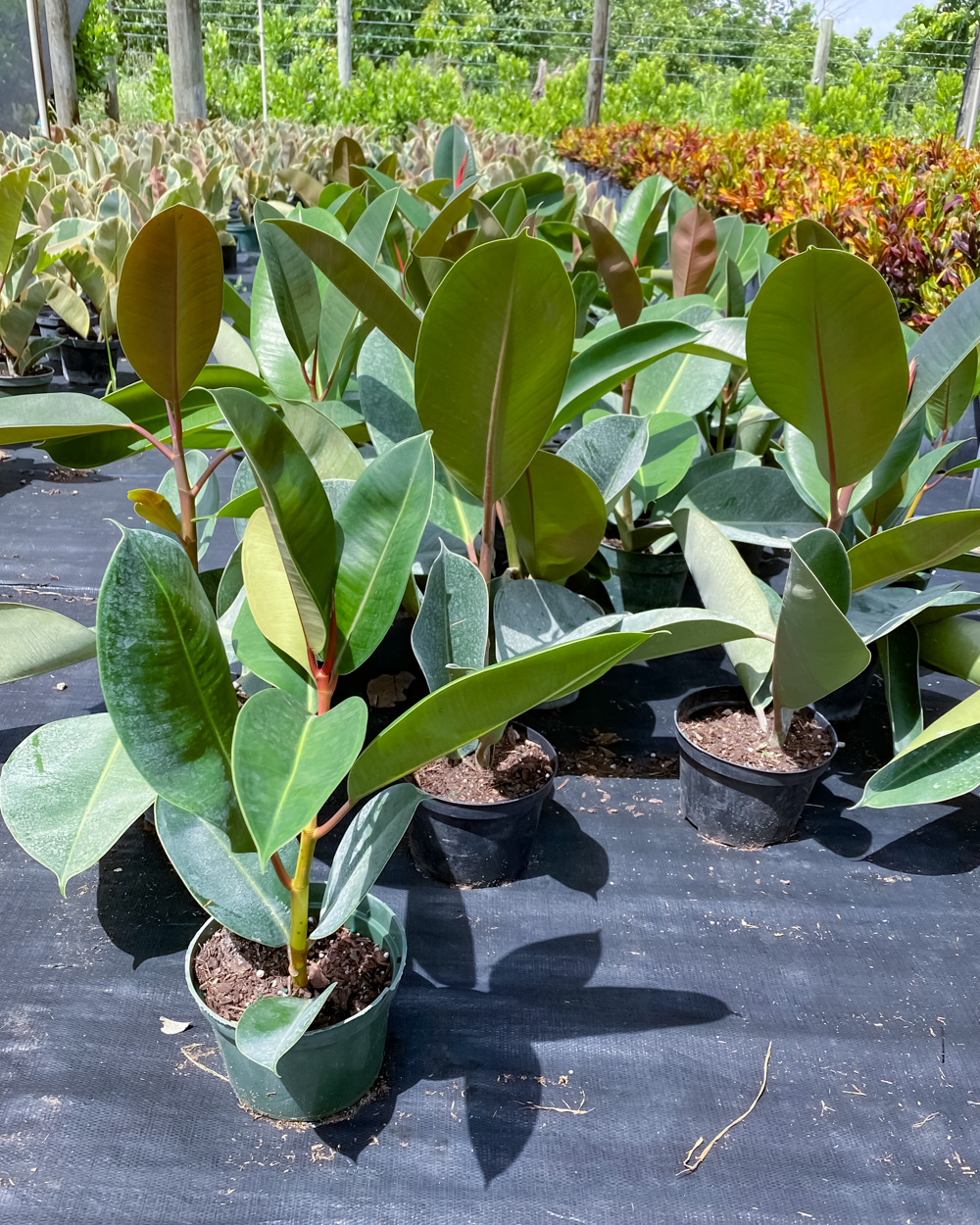 Buy Ficus elastica �Green�, Indian Rubber Plant Free