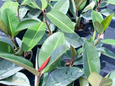 Foliage