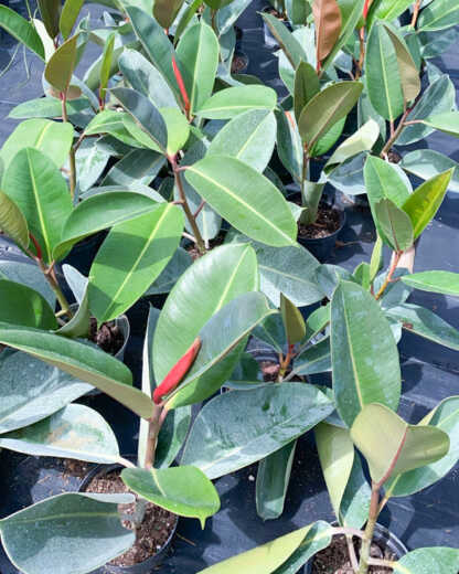 Foliage