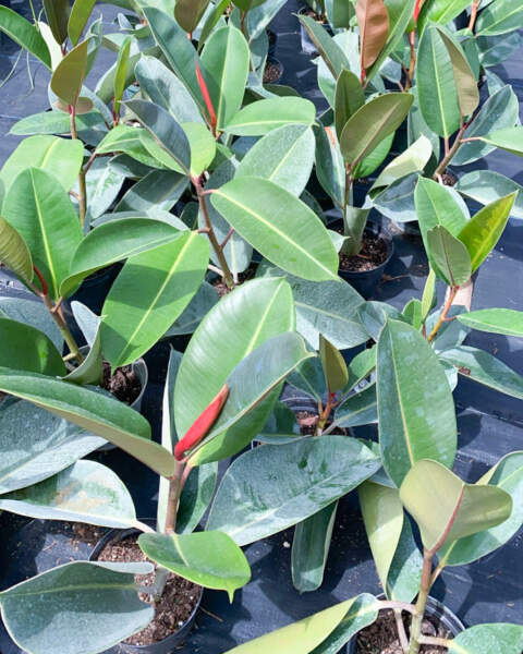 Foliage