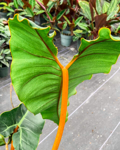 Foliage Foliage