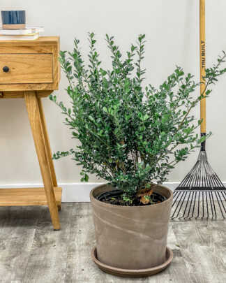 Plant in room