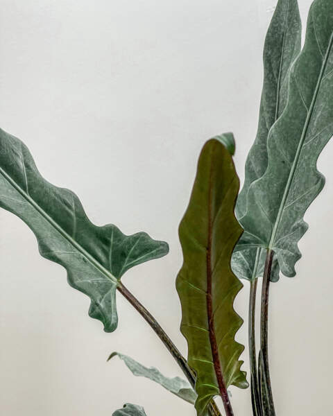 Foliage