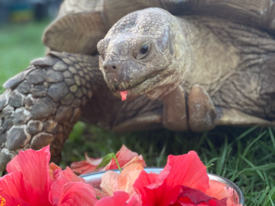 Tortoise eating hibiscus