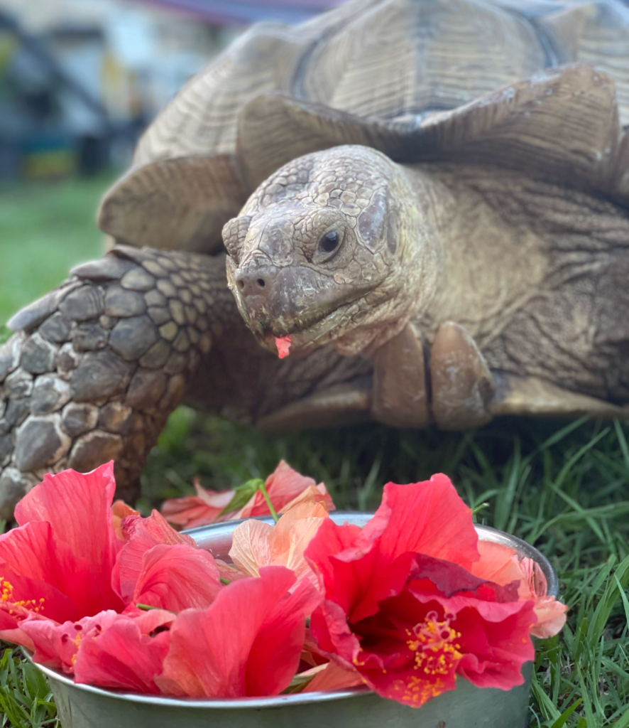 Tortoise eating hibiscus